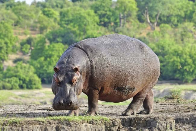 Hippo