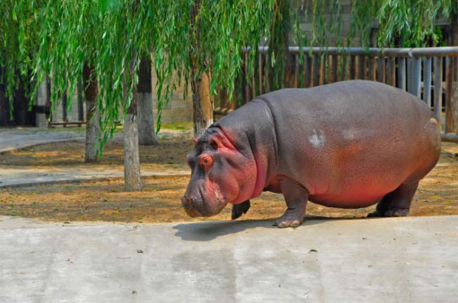 Hippopotamus