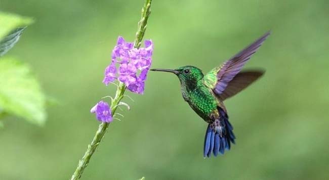 Hummingbirds