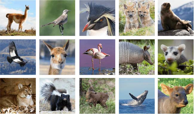 all animals in chile