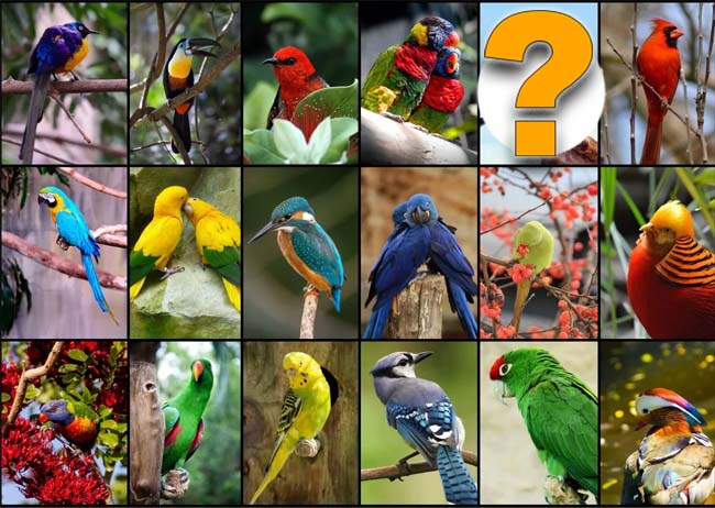 all birds in the planet