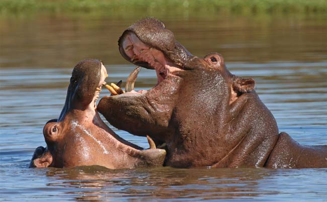 hippopotamus